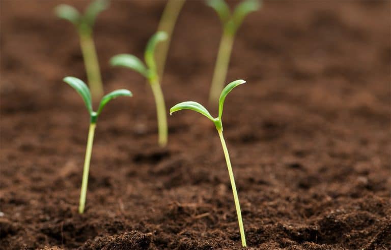 Curso en Técnicas para la gestión ambiental